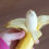How to Peel a Banana the Easy Way